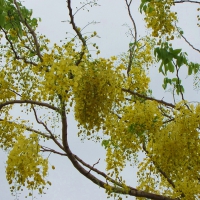 Golden Shower Tree