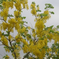 Golden Shower Tree