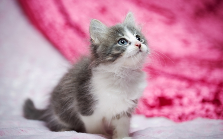 â™¥ - grey, cat, pink, animal, cute, kitten