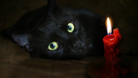 â™¥ - candle, cat, eyes, black, fire, witch, flame, red, animal