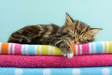 Coziness - nap, sweet, cat, coziness, fluffy, kitten, cute, adorable, sleeping, kitty