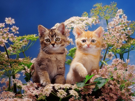 Burmilla kittens - fluffy, background, adorable, kittens, paradise, pretty, beautiful, sweet, flowers, garden, cute