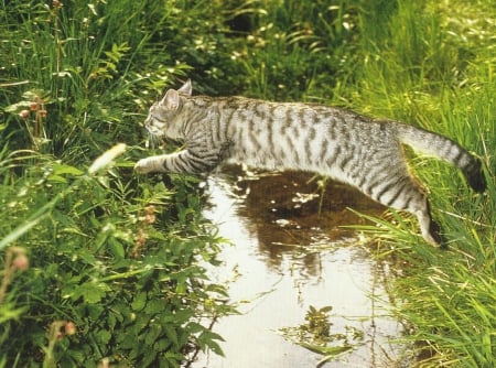 Cat - paws, water, cute, cat