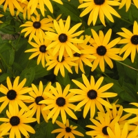 Black-eye Susans