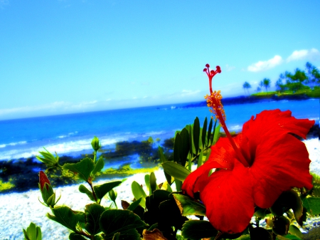 SUMMER BLOSSOM - hibiscus, beach, summer, sea, flower