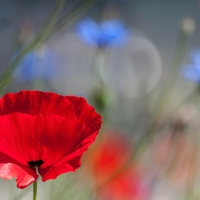 Poppies