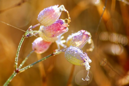 Pearls and light - spider web, pearls, bokeh, photography, dew, spring, softness, macro, drops, morning, dewdrops, rain, raindrops, wallpaper, web, nature, abstract, close-up, flowers