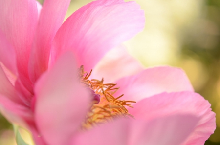 Pink Flower - nature, bokeh, petals, flowers, pink flowers