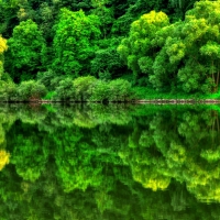 Green mirror of nature