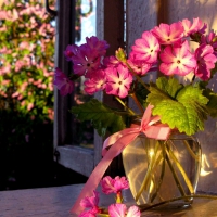 Flowers in the Window