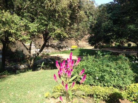 Flower in garden - nature, garden, field, forest, flower, Brazil