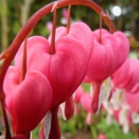 Bleeding Heart