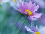 Purple Daisies