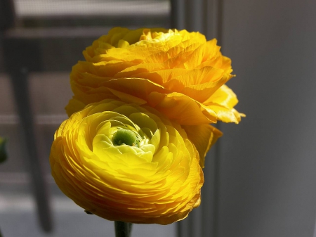 Yellow Buttercup - buttercup, flowers, nature, yellow, petals, closeup