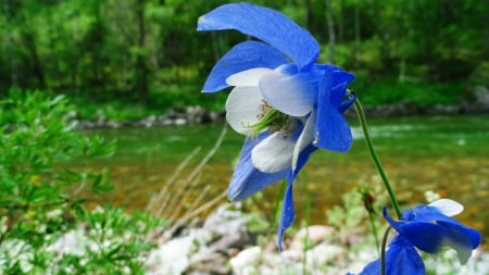 Blue Columbine - flowers, columbine, nature, blue, grass, forest