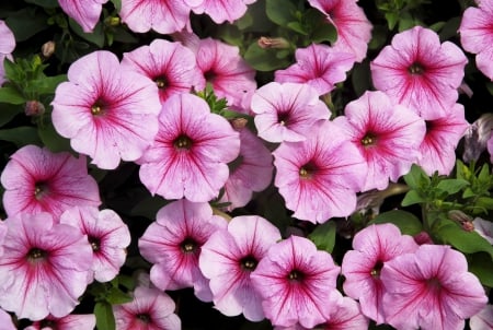 Pink Petunias - flowers, petunia, nature, pink