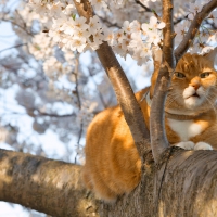 Cherry Blossom Kitty