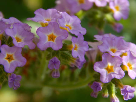 Beautiful - garden, purple, pretty, beautiful, flowers, small, nature