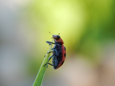 HI! - insect, nature, leaf, cucumber beetle