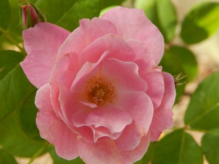 Beautiful Pink Rose - fields, nature, pink, beautiful, rose, garden