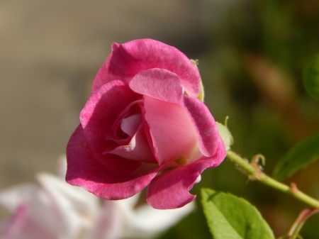 Pretty Rose - pretty, roses, nature, photography, macro