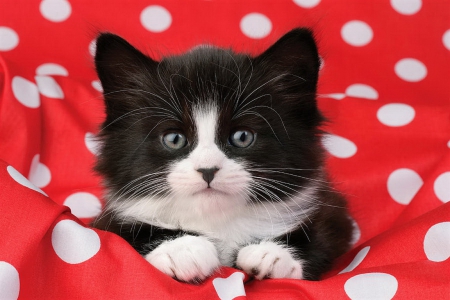 Kitten in polka dots - polka dots, adorable, fluffy, cat, kitty, sweet, cute, kitten