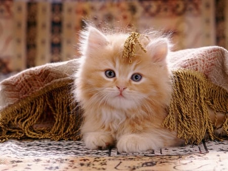 Red persian cross kitten - beautiful, cozy, sweet, home, cat, fluffy, pet, persian, kitten, red, cute, adorable, cross, kitty