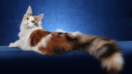 Maine Coon. - beauty, colors, posing, cat