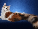 Maine Coon.