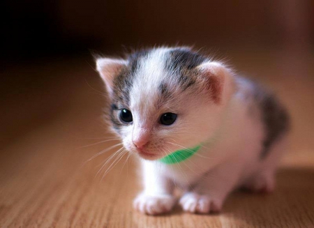 Cat - paws, face, pretty, cute, animals, beautiful, cat, sleeping, kitty, cats, kitten, hat, lovely, cat face