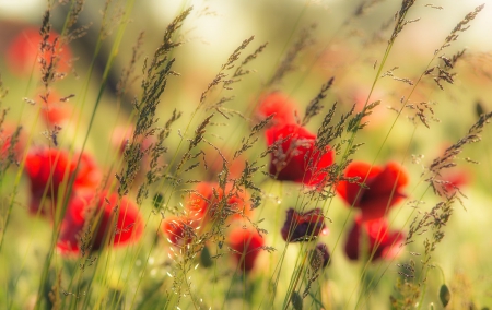 Spring - lovely, spring, nature, pink, beautiful, green, flowers, photo, cute, flower