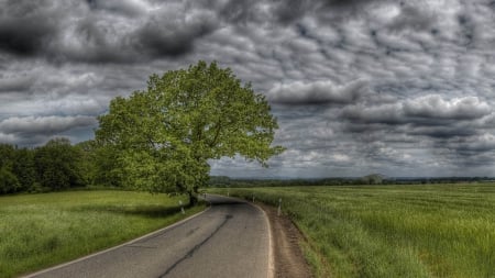 The beginning of the storm - field, tree, amazing, road