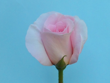 Rosa Penny Lane - smelling, rose, flower, pink