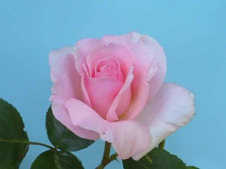 Rosa Penny Lane - smelling, rose, flower, pink