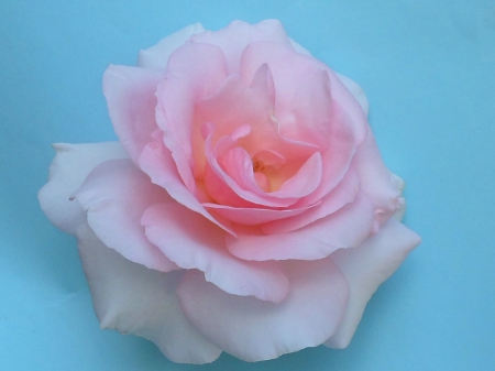 Rosa Penny Lane - smelling, rose, flower, pink