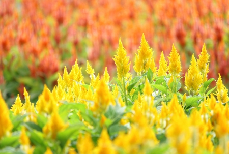 Spring - lovely, spring, nature, pink, beautiful, green, flowers, photo, cute, flower