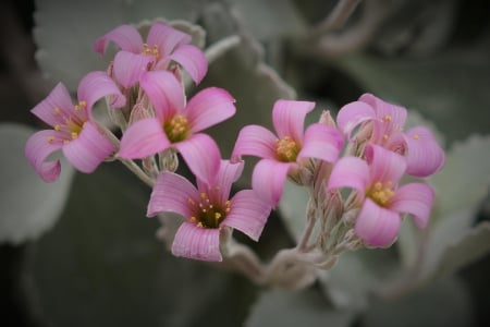 Spring - flower, pink, cute, beautiful, flowers, photo, spring, lovely, nature, green