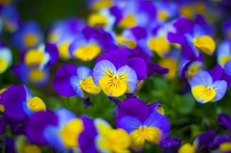 Spring - flower, pink, cute, beautiful, flowers, photo, spring, lovely, nature, green