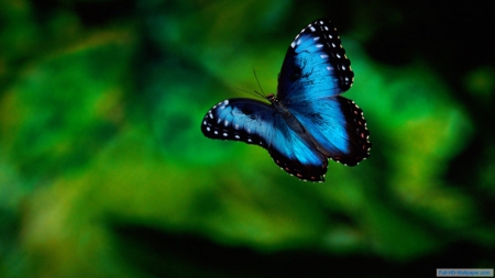 Butterfly - entertainment, nature, technology, other