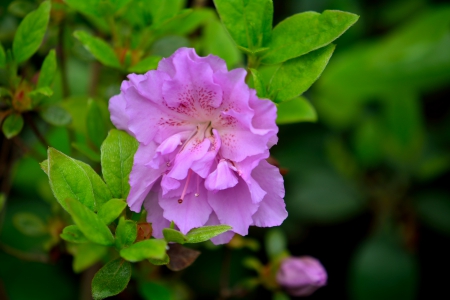 Spring Flower - spring bloom, Spring Flower, spring blossom, pink flower