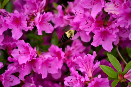 Bee In Midflight - bees, bee in midflight, pink flowers, bumblebee, bee