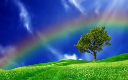 * Rainbow * - nature, rainbow, sky, blue, tree