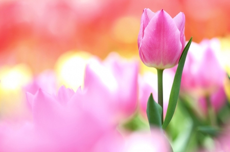 * Pink tulips * - flowers, flower, nature, tulips