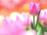 * Pink tulips *