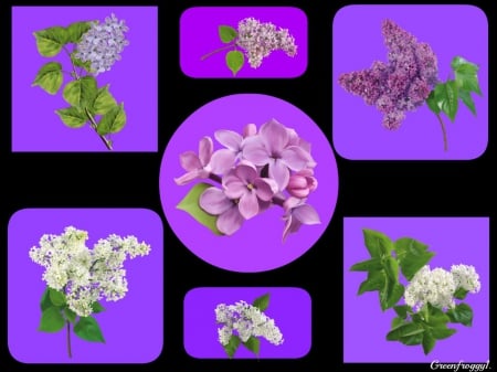 LILACS LILACS - flowers, creation, abstract, lilacs