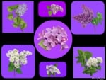 LILACS LILACS