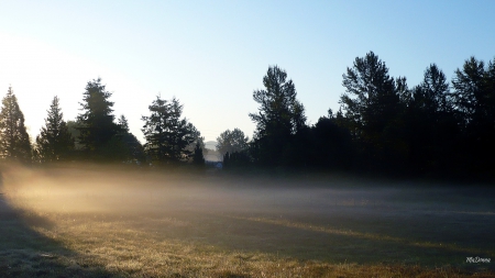 Country Sunny Morning - morning, farm, sunshine, trees, light, field, mist, country, fog, sunny, pasture