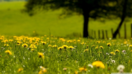 Yellow dandelions field - wallpaper, landscape, flowers, yellow, hd, field, dandelions, tree, scene, nature, park, green