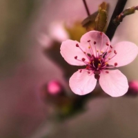 Pink cherry flower