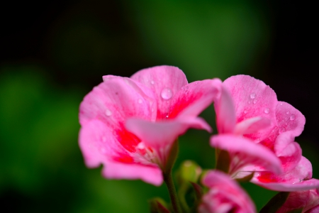 Spring Rain - spring flowers, rain, morning rain, pink flowers, spring rain